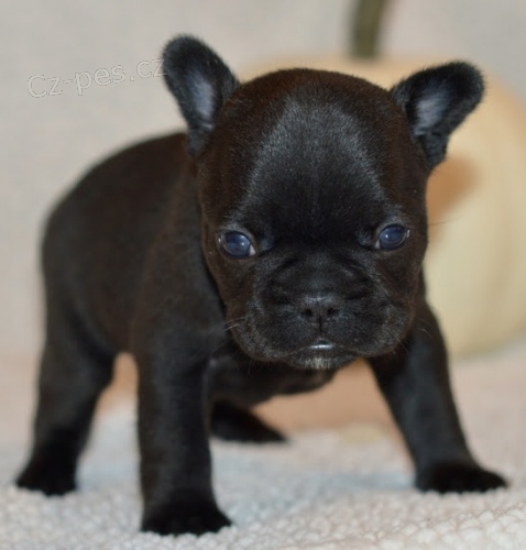 Prod�m �t��ata �ern�ho francouzsk�ho buldo�ka.