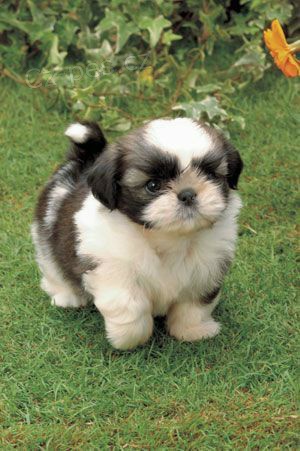 Prod�m �t��ata SHIH TZU