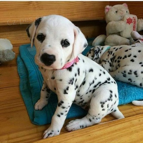 Prod�m kr�sn� a zdrav� o�kovan� �t��ata dalmatin�