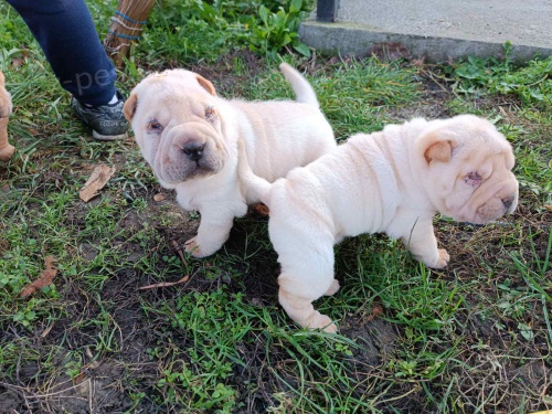 Shar Pei �t��ata