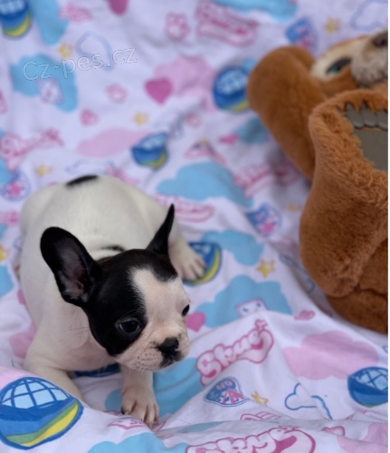 Francouzsk� buldo�ek na prodej bez pp