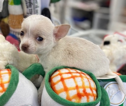 �ivava pejsek fenka bez pp