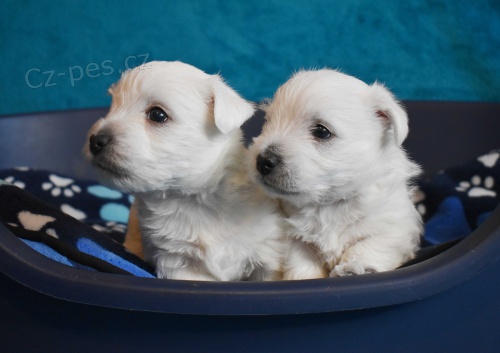 West highland white terrier - west�k