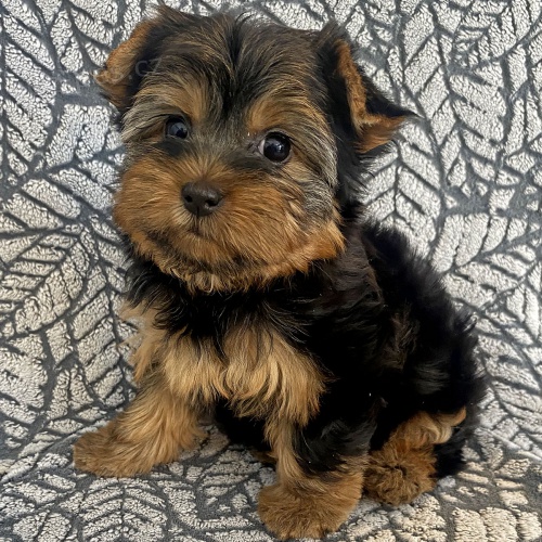 Kr�sn� �t���tka jork��rsk�ho teri�ra do nov�ho domova