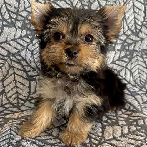 Kr�sn� �t���tka jork��rsk�ho teri�ra do nov�ho domova