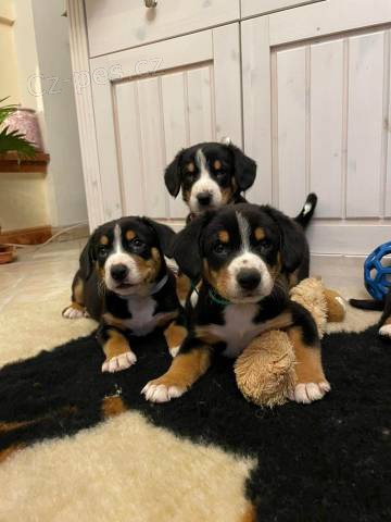 Entlebu�sk� sala�n�cky pes