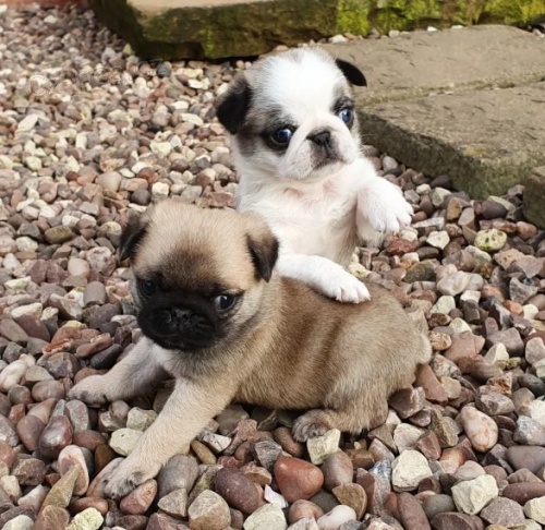 Prod�m kr�sn� �t���tka MINI mopse