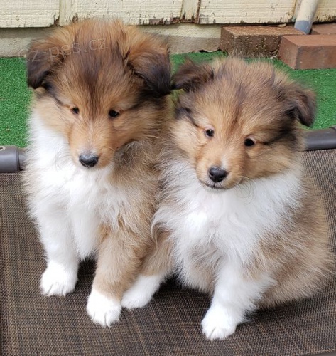 Kr�sn� �t���tka SHELTIE k dispozici a p�ipravena k prodeji.