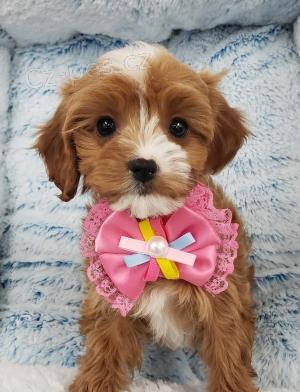 Prod�m �t��ata Cavapoo