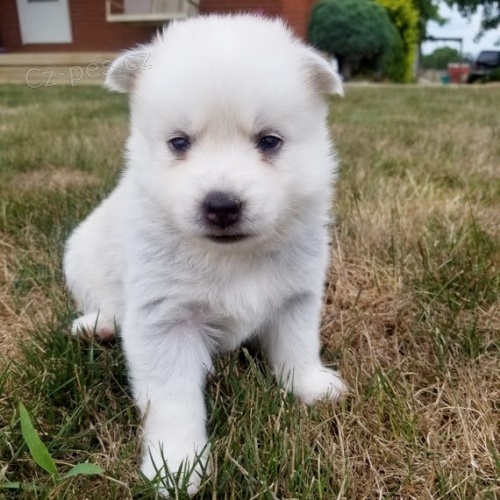 Prod�m �t��ata Pomskies (k��enec sibi�sk� husky a pomeranian)