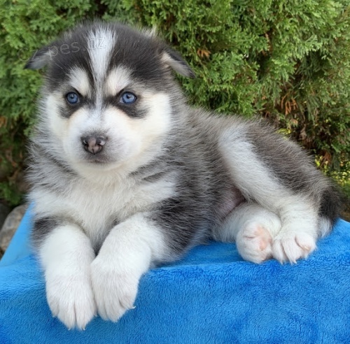 Prod�m miniaturn� �t��ata Pomskies
