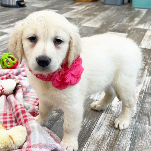 Prod�m ZDRAV� a O�KOVAN� �t��ata zlat�ho retr�vra.