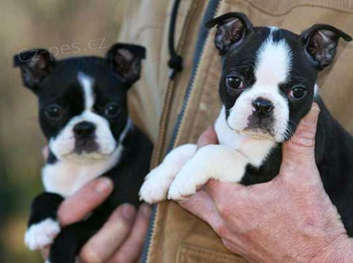 Prod�m hygienicky a soci�ln� vycvi�en� �t��ata MINI Bostonsk�ho teri�ra