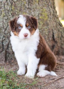 Prod�m o�kovan� a od�erven� �t��ata australsk�ho ov��ka