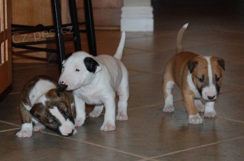 Prod�m mini �t��ata bulteri�ra.