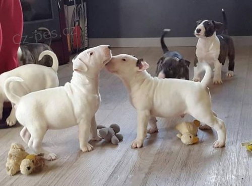 Prod�m mini �t��ata bulteri�ra.