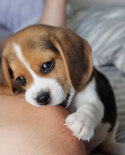 Prod�m o�kovan� a od�erven� mini rozko�n� �t��ata b�gla.