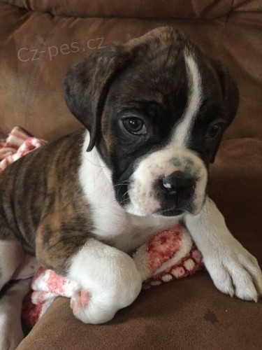 Prod�m kr�sn� �t��ata N�meck�ho boxera