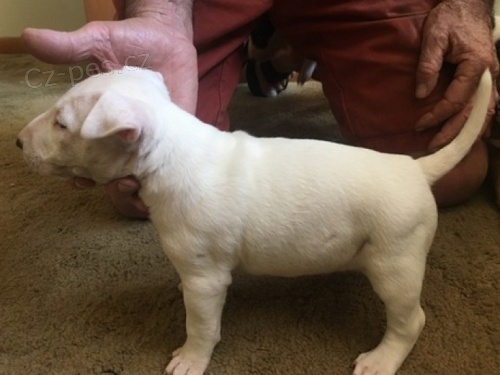 Prod�m MINI o�kovan� �t��ata anglick�ho bulteri�ra.