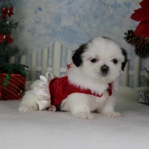 Prod�m hygienicky a soci�ln� vy�kolen� �t��ata SHIH TZU