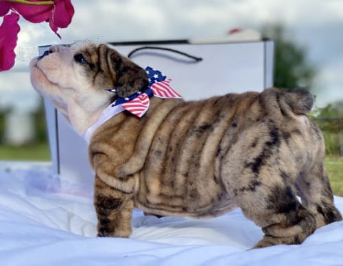 Prod�m o�kovan� �t��ata anglick�ho buldo�ka