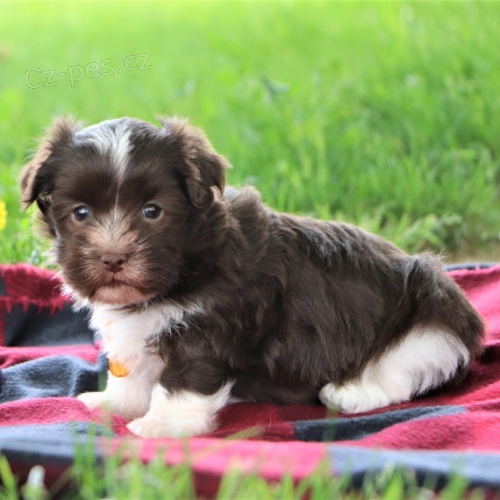 �t��ata havanese na prodej.