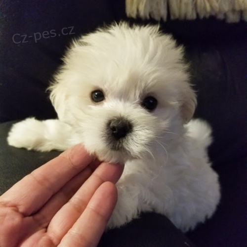 Prod�m mini �t���tka malt�z�ka.