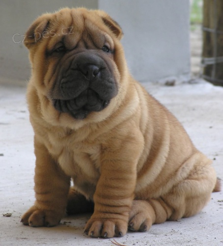 Prod�m o�kovan� a od�erven� ��nsk� �t��ata shar-pei.