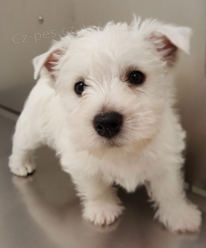 Prod�m mini mini �t��ata West Highland White Terriers