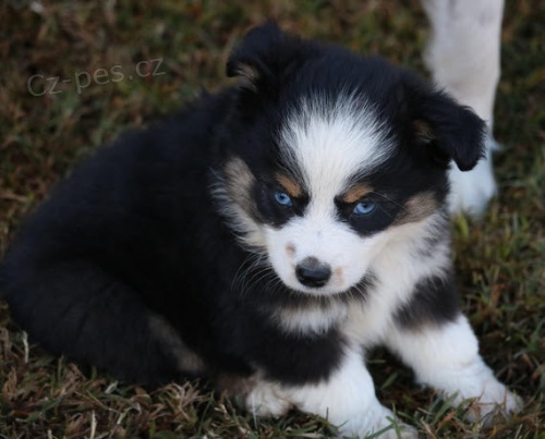 Prod�m roztomil� �t��ata australsk�ho ov��ka