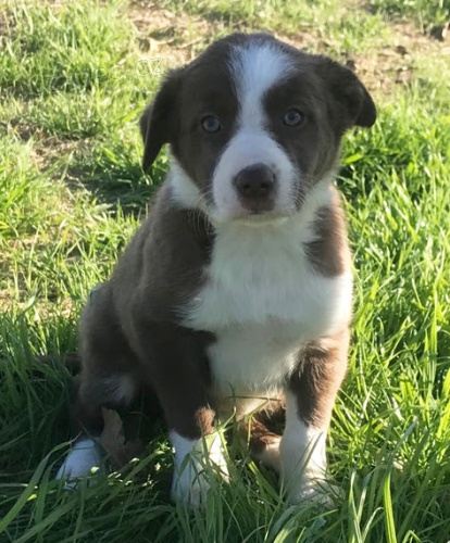 Prod�m �t��ata border kolie