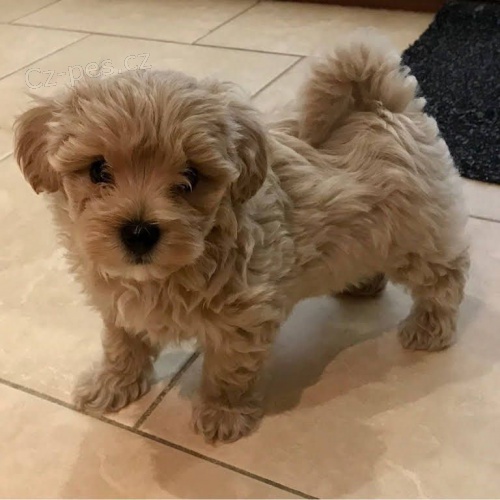 Kr�sn� malt�zsk� �t���tka