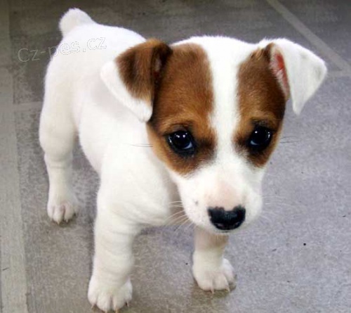 Prod�m �t��ata jack russell teri�ra.