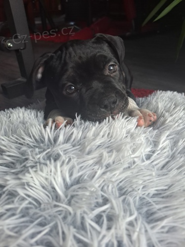 American bully standard