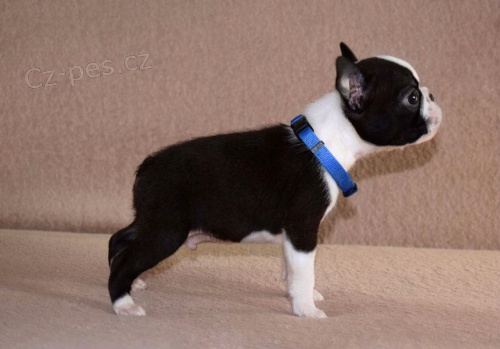 Bostonsk� teri�r �t��ata