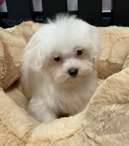 Zdrav� �ten�tka malt�zsk�ho