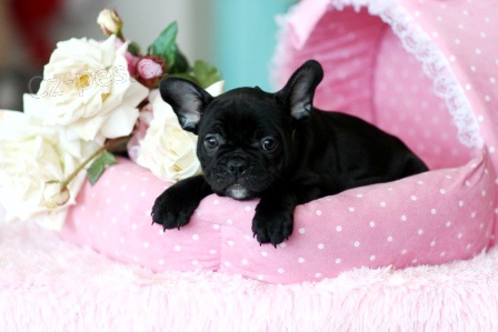 �t��ata francouzsk�ho buldo�ka k adopci.