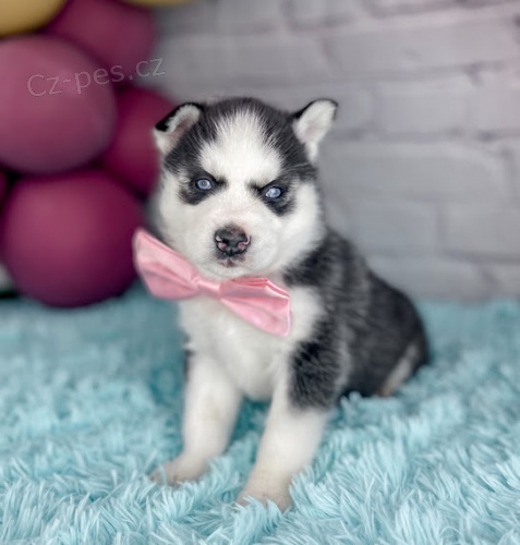Prod�m mini �t��ata sibi�sk�ho huskyho.