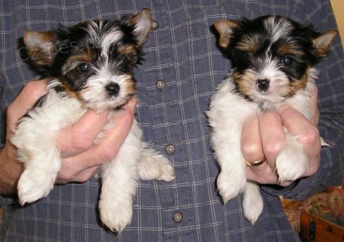 Prod�m �t��ata BIEWER YORKIE.