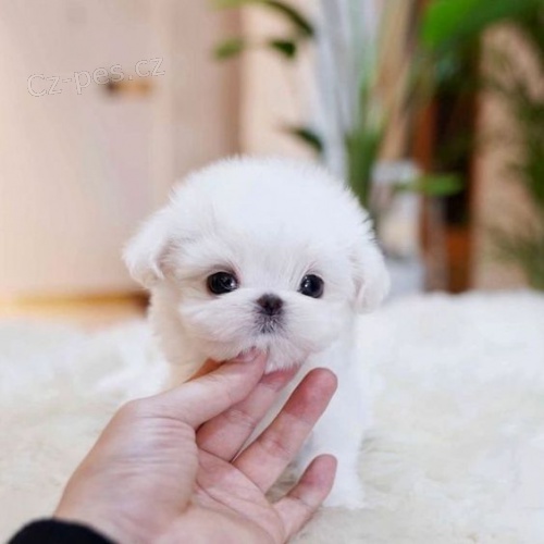 Prod�m mini mini �t��ata b�l�ho pudla. �t���tka jsou v�echna o�kovan� a od�erven�.