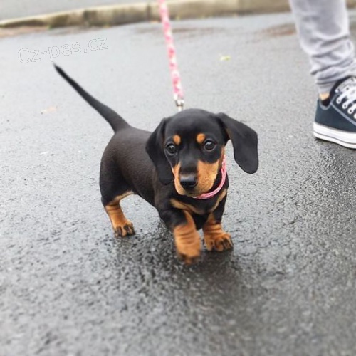 Hladkosrst� �t��ata mini trpasli��ho jezev��ka na prodej.