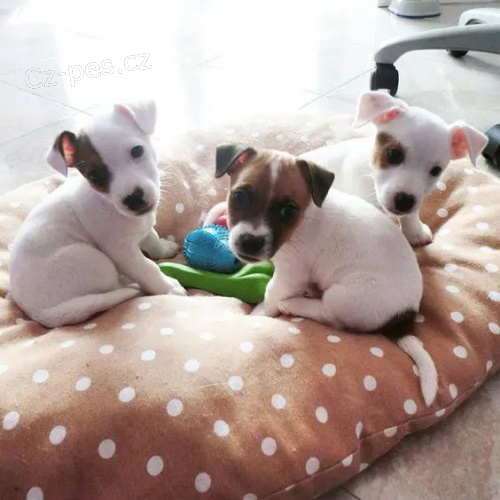 Prod�m kr�sn� a rozko�n� �t���tka jack russell teri�ra.