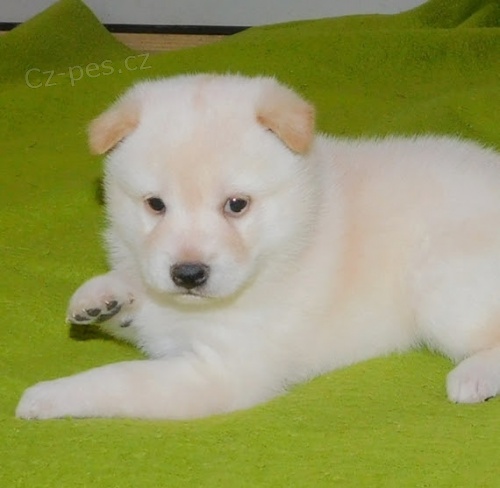 Prod�m MINI b�l� o�kovan� �t��ata Shiba Inu
