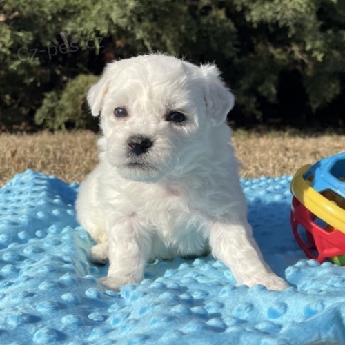 Prod�m mini �t��ata bi�onka frise.