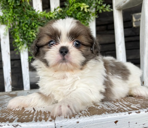 Prod�m �t��ata SHIH TZU