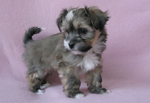 Prod�m roztomil� a zdrav� �t��ata havanese.