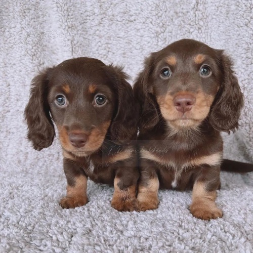 Prod�m zdrav� dlouhosrst� o�kovan� �t��ata jezev��k�