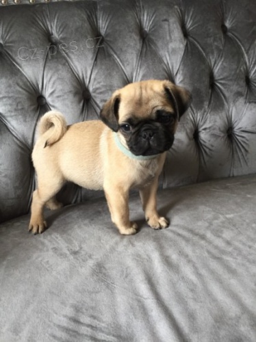 Prod�m kr�sn� b�ov� �t��ata mopse