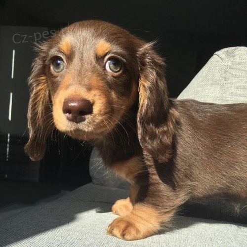 Prod�m ZDRAV� a O�KOVAN� �t��ata trpasli��ch mini dlouhosrst�ch JEzev��k�.