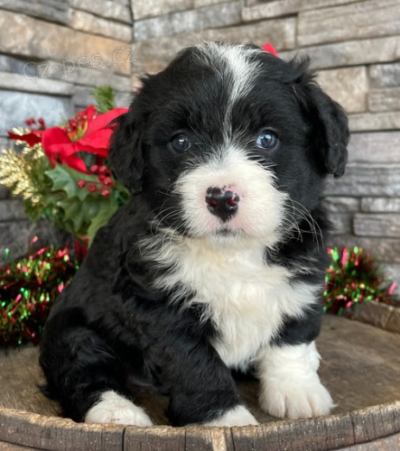 Prod�m �t��ata Bernedoodle.